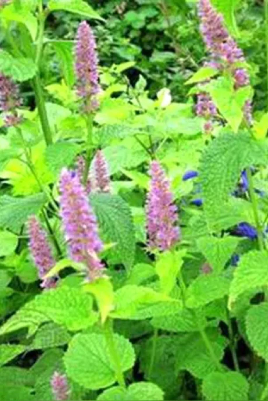 美国人自己拆自己的台！中国刚刚答应购买美国1200万吨大豆，把美国几百名即将破产