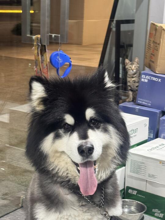 可可爱爱