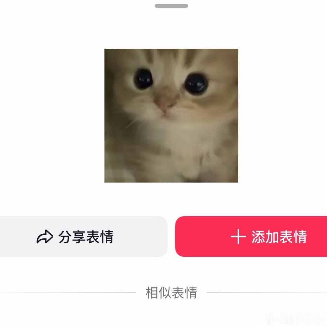 一只小猫凑近 