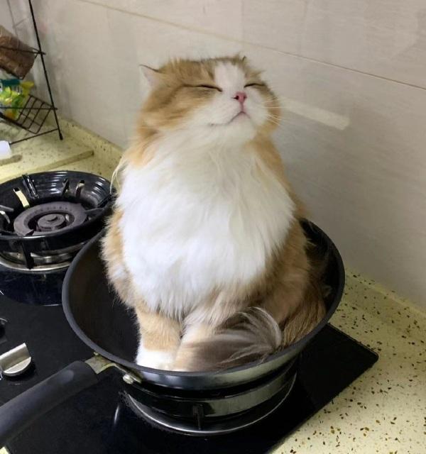 网友家的小猫咪居然跳进了炒菜锅里~
不过看在它这么萌的份上就摸摸它吧~
哈哈哈哈