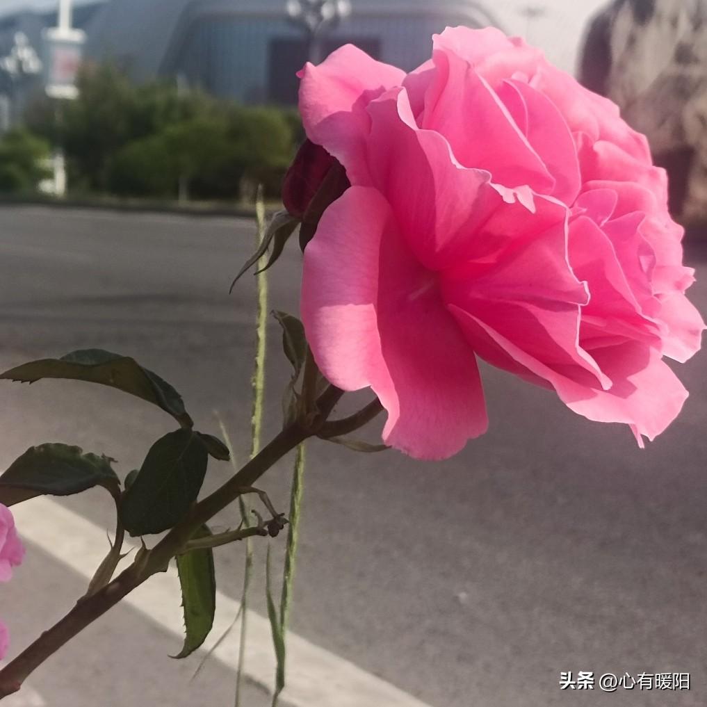 二婚不领证,搭伙过日子能长久吗?1. 搭伙看似自由洒脱，实则处处提防，心有退路，