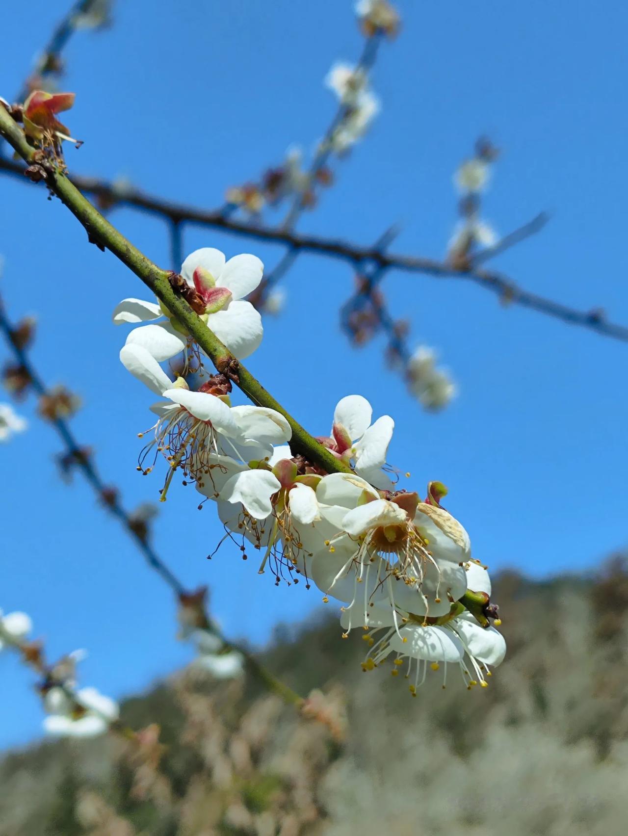 在永泰大坑口，漫山遍野的梅花竞相绽放，宛如冬日里的粉色云霞，吸引着我们前来赏梅，