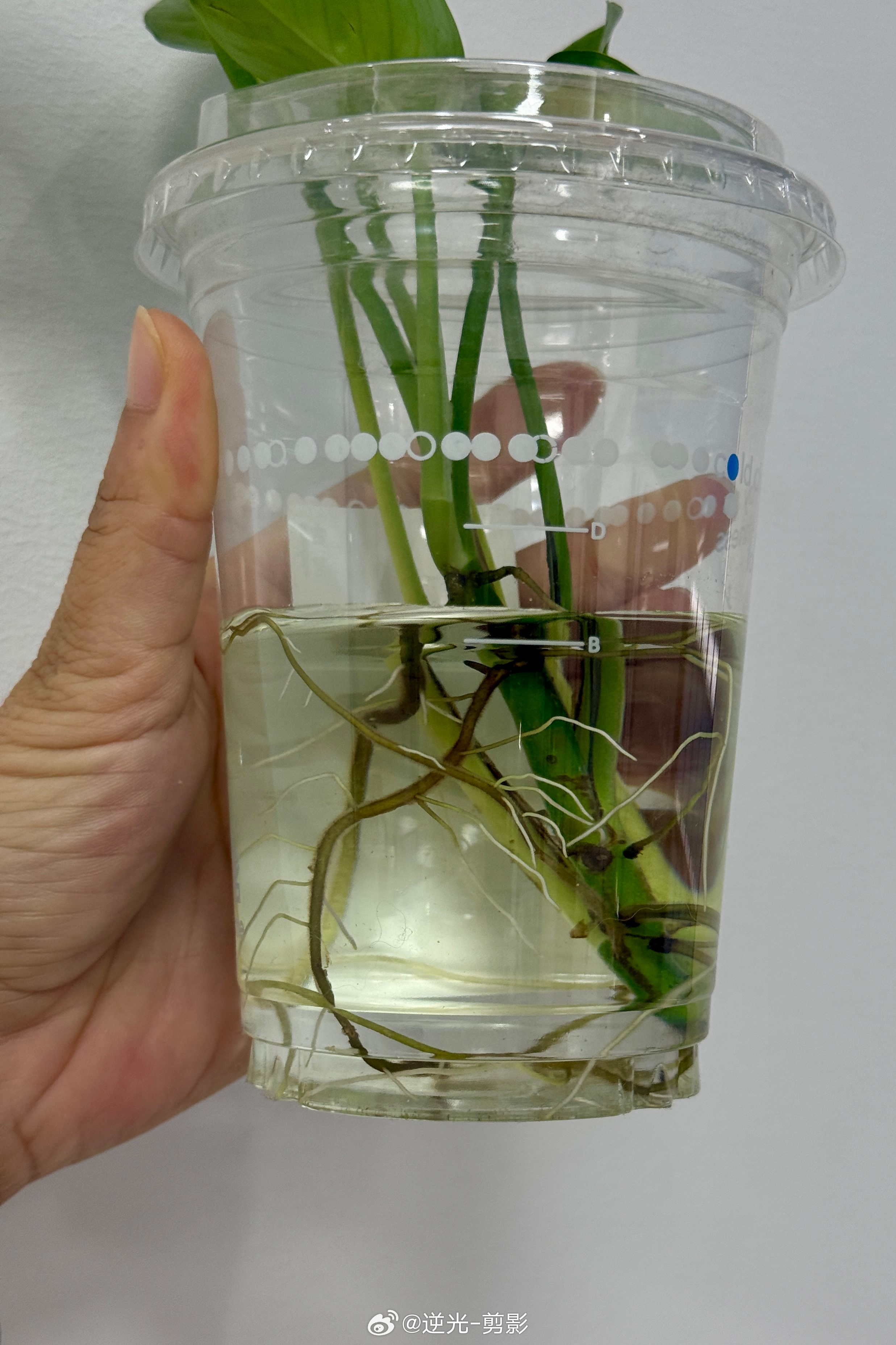 绿箩真的适应力好强，本来土培的，丢水里马上长根了[鼓掌] ​​​