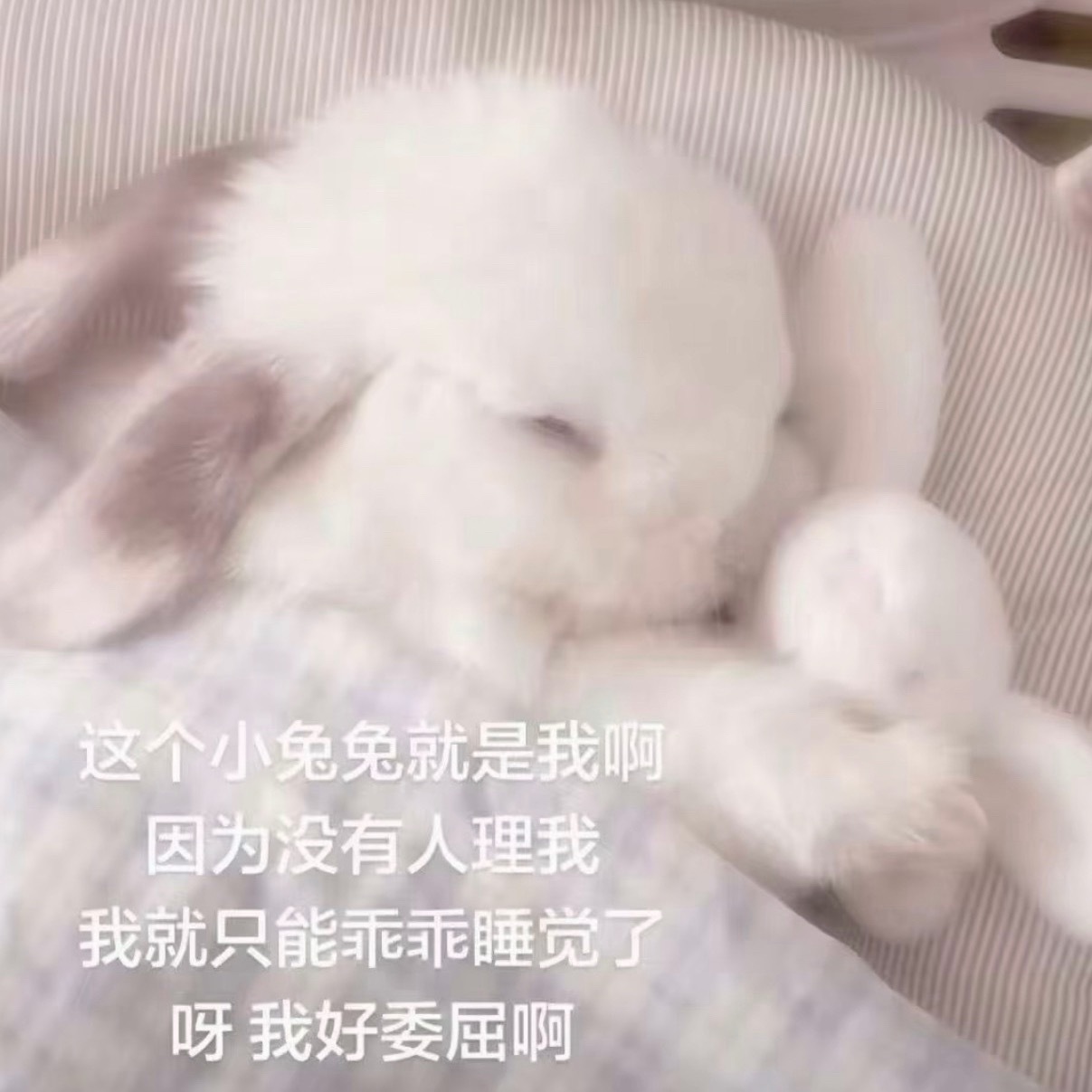 兔兔 
