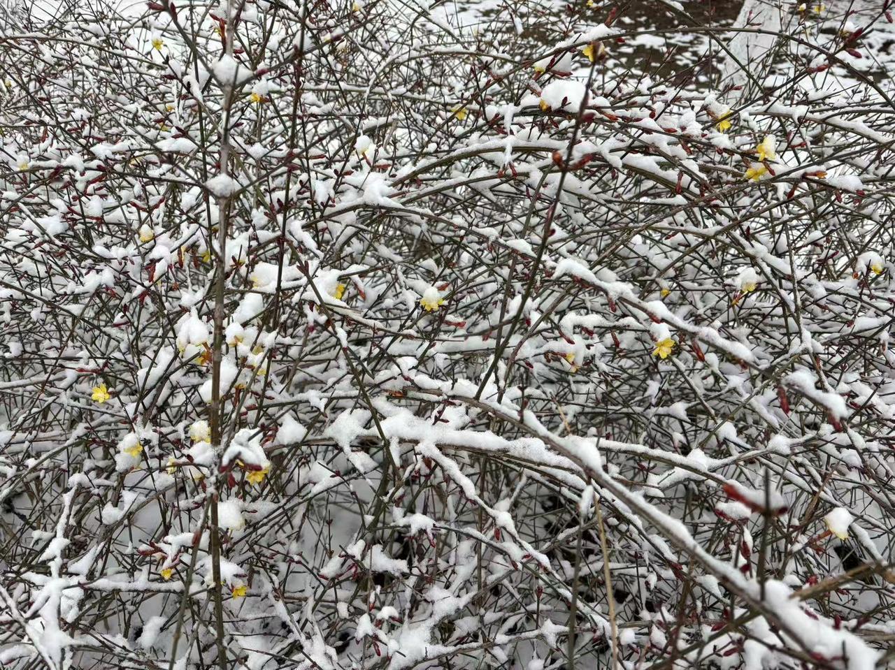 记录我的2026珍贵的雪景，下一次再下雪可能要等到2026年的年底了吧