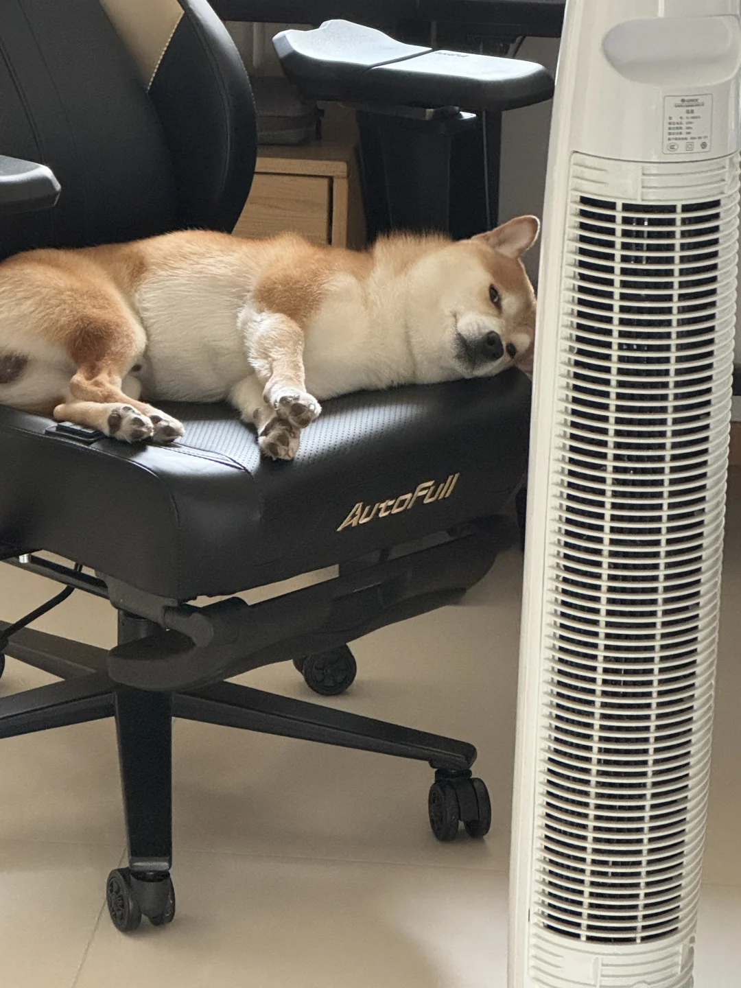 柴犬睡姿大赏