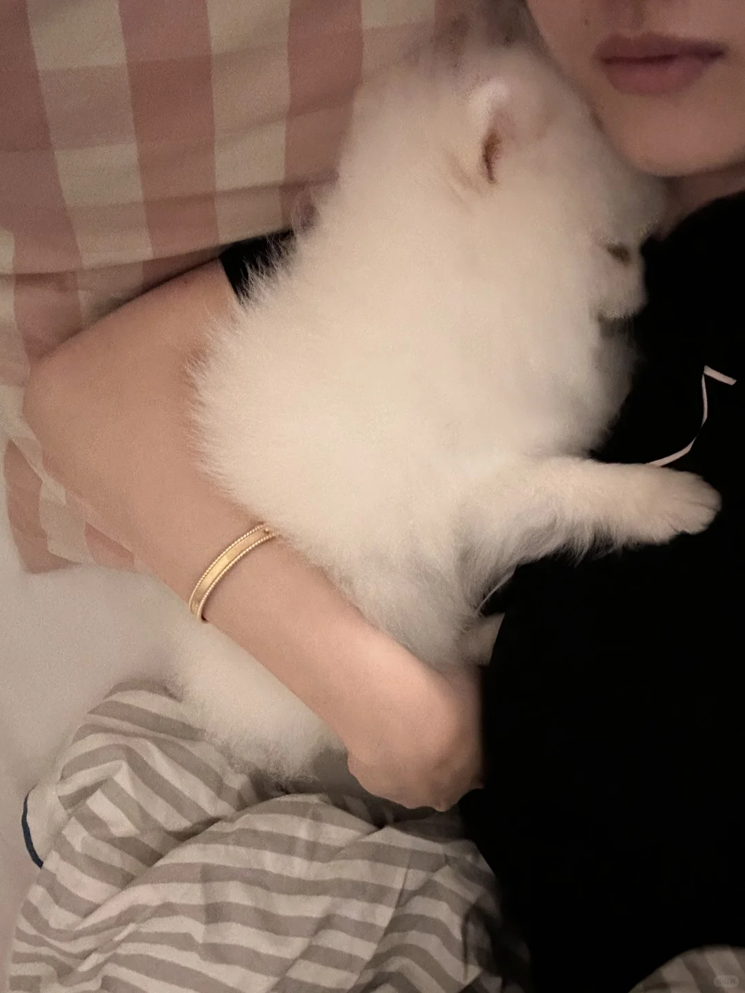 要小狗陪睡服务的请排排队
