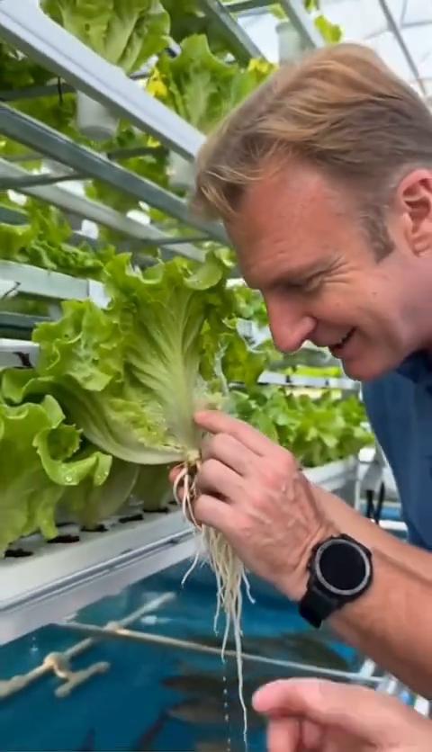 这就是生态壁环菜，养鱼、鱼养菜，amazing，零农药，直接采摘就能吃。晋江农业