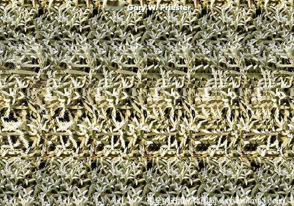 看看画里是啥VC户，惊不惊喜意不意外