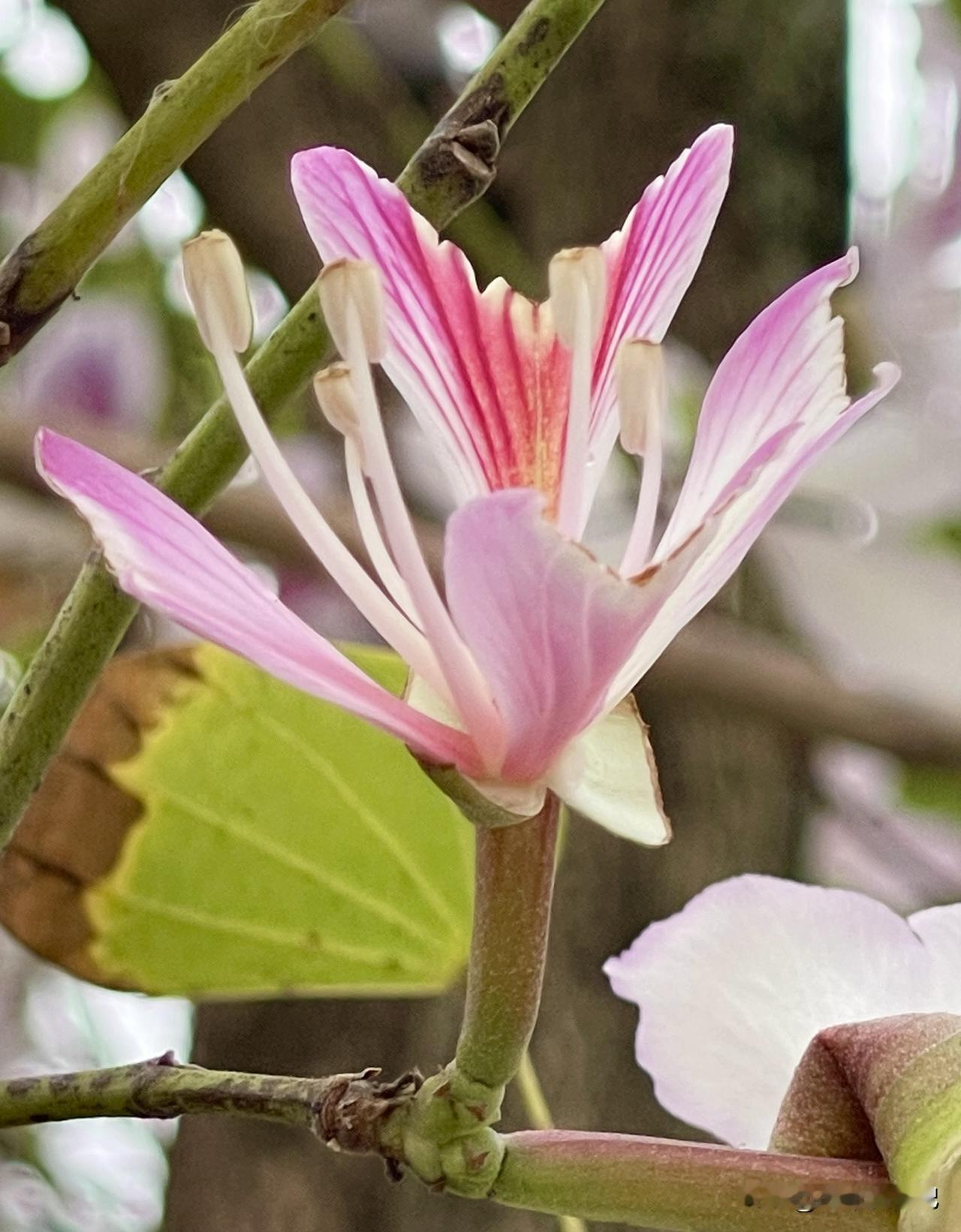 在海南现在的树上都开什么花，请大家欣赏。