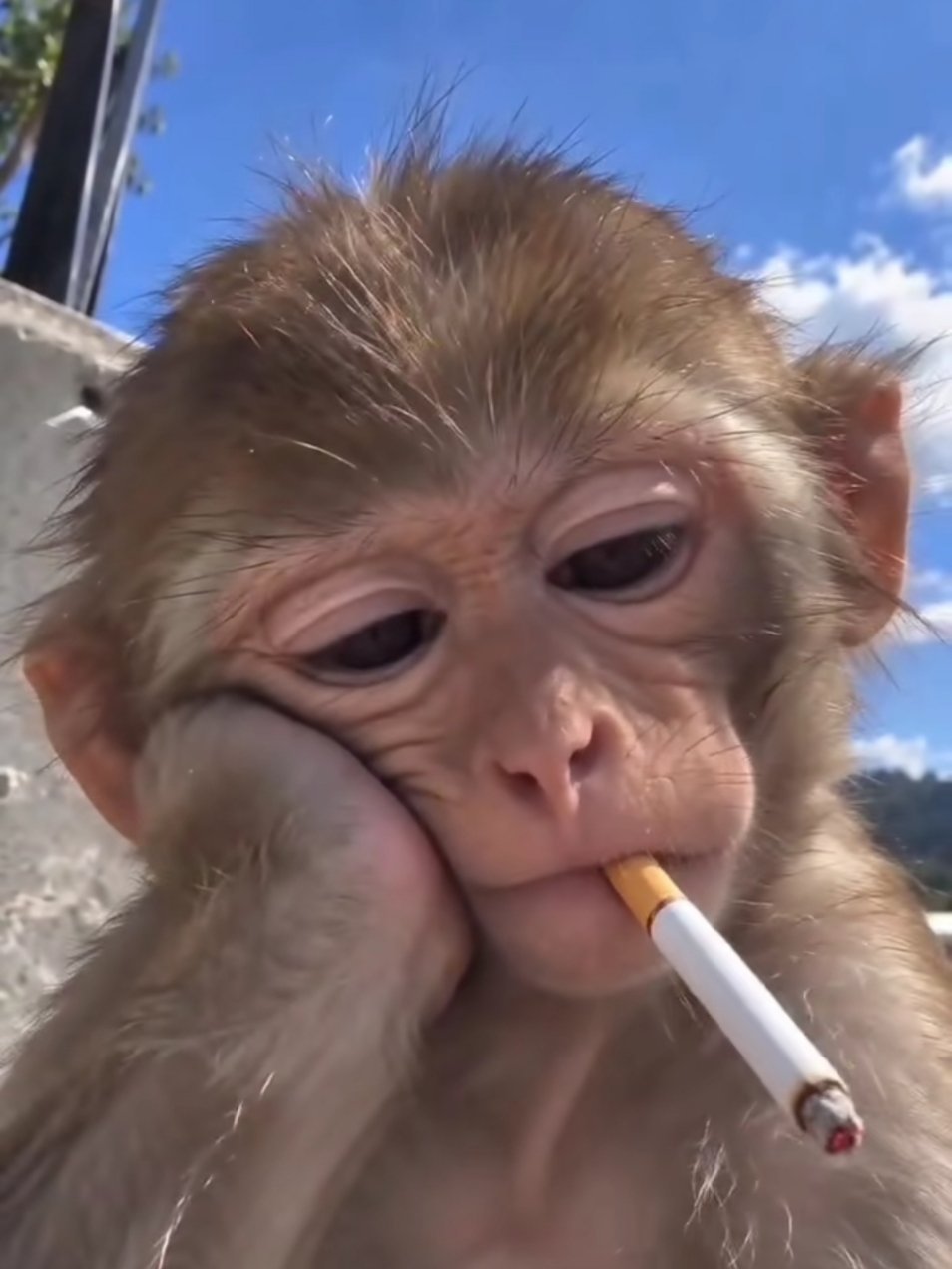 好好的为什么要进化呢不然我现在搁树上开心的摘布难呐🍌 ​​​