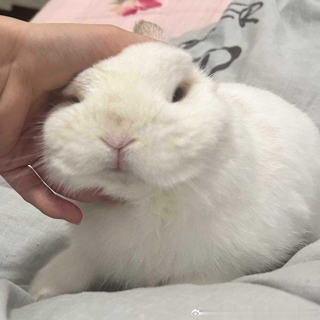15289🐇【猪】馒头 ​​​