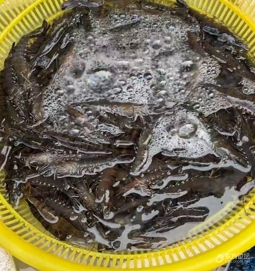 宁波网友逛个普通菜场被吓到芋艿要20一斤了 ❓随便买买就破百？宁波网友逛个普通菜