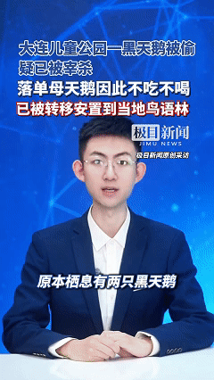 必须严惩！大连儿童公园那对“明星眷侣”黑天鹅，竟被人在元旦前夜偷了一只，疑似惨遭