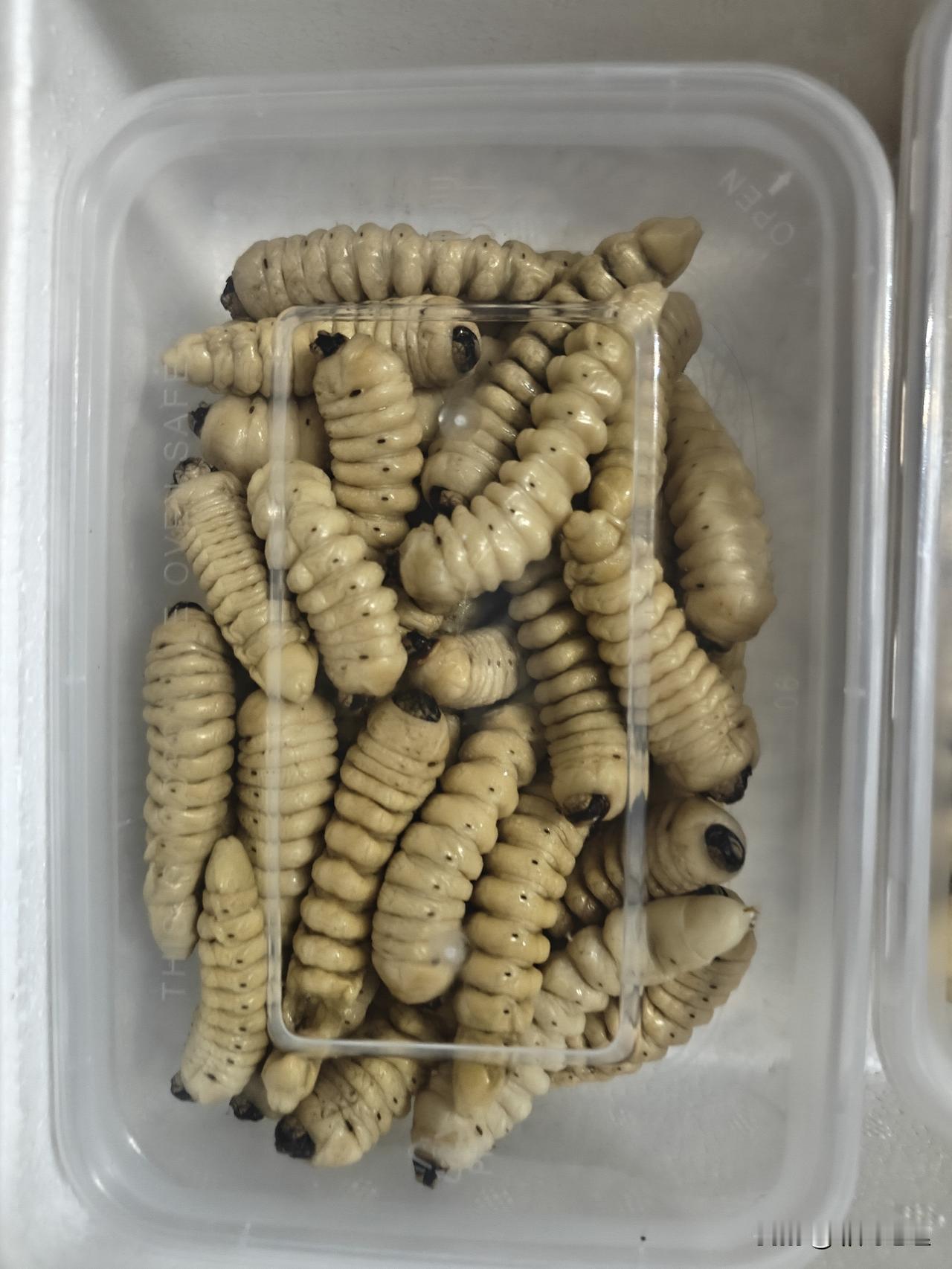 这不是豆虫吗？媳妇说是山水牛幼虫

我仔细看了一下确实和豆虫不太一样，山水牛倒是