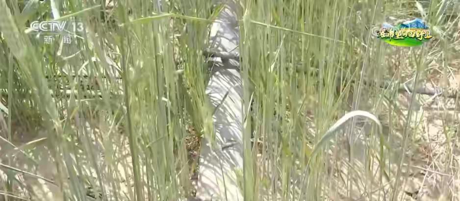 科技助力盐碱地变成“希望田” 科技的力量太强大了，真能让盐碱地变成“希望田”！以