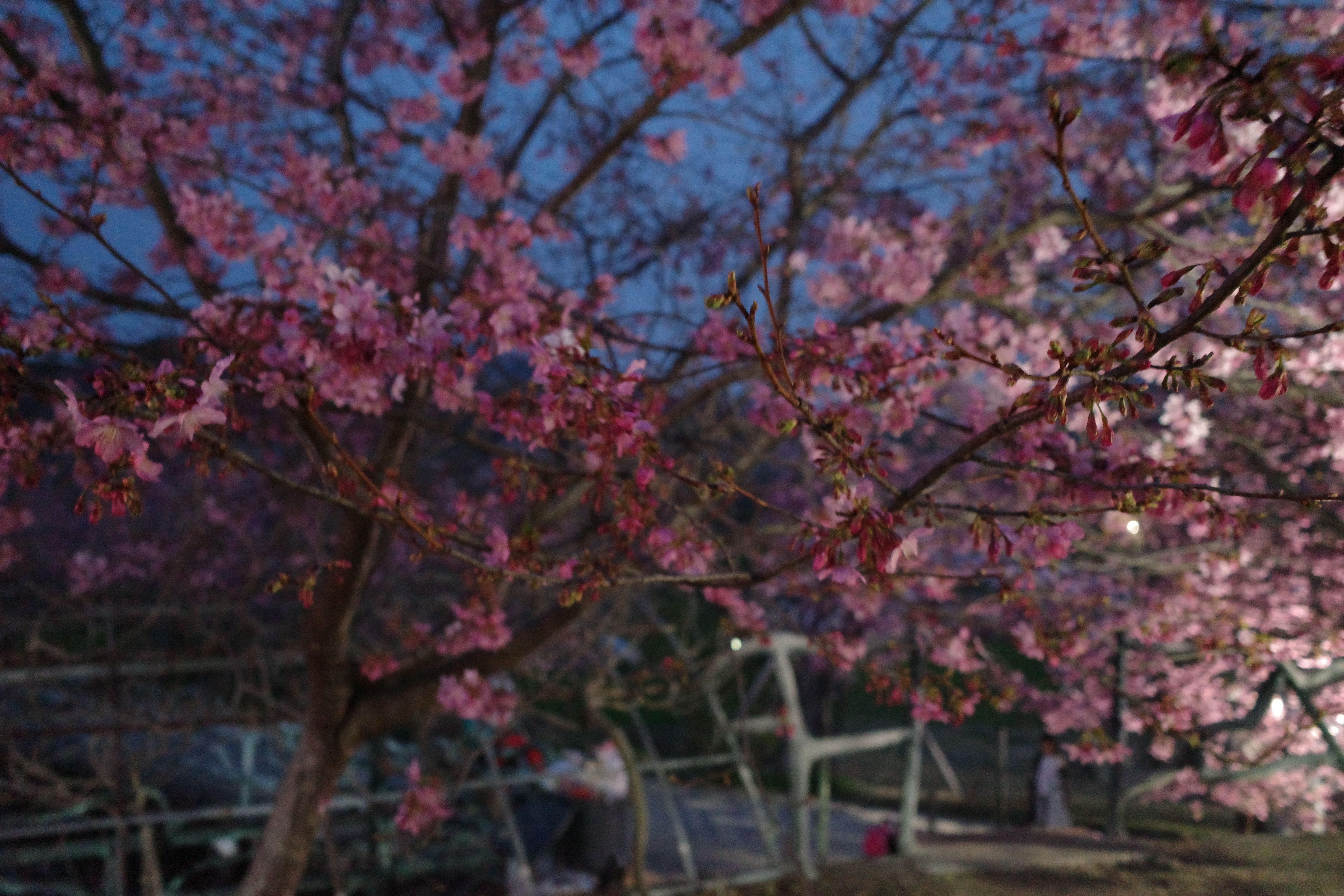 这个就是今天开了五十多公里一个多小时去的樱花园倒也不是说多难看就是如果没有专业设