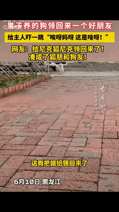 “笑岔气了！”黑龙江，一男子养的狗子不见了，喊了一声后，狗子竟跑了回来，令男子没