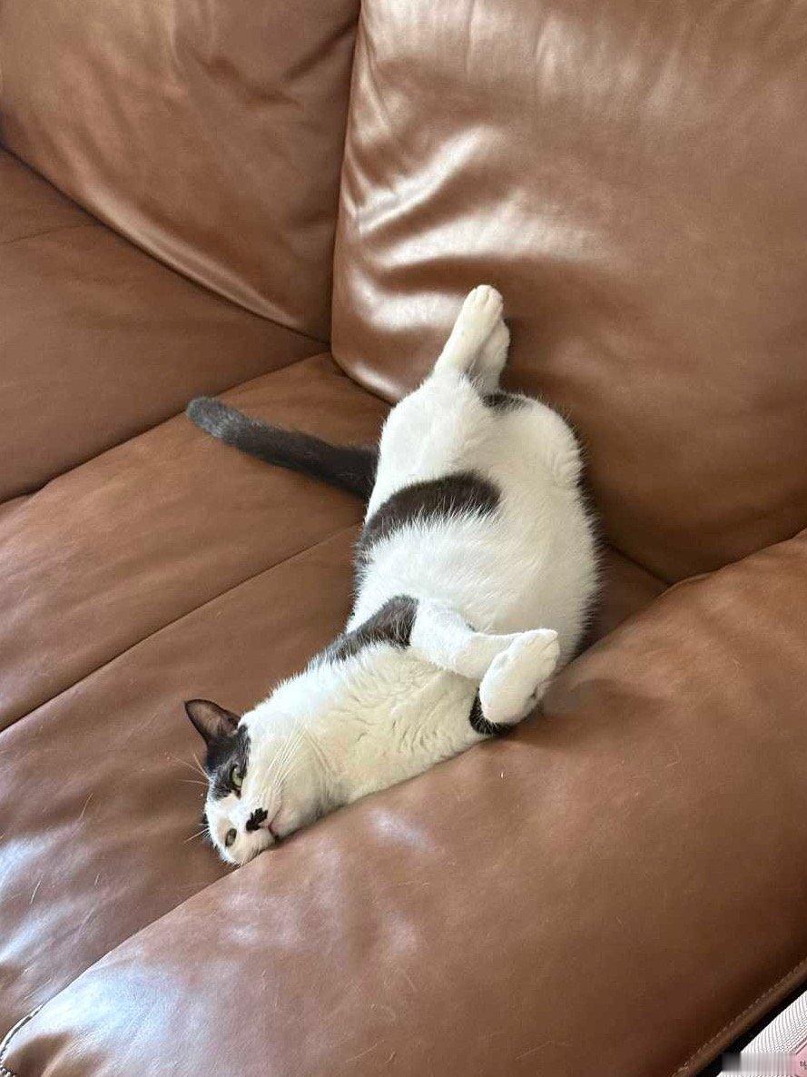 “这是海豹吗”daily奶牛猫 （投稿：） 