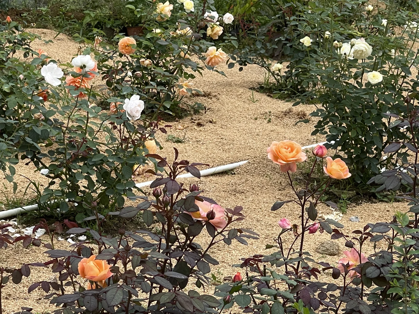地栽月季三个半月的变化