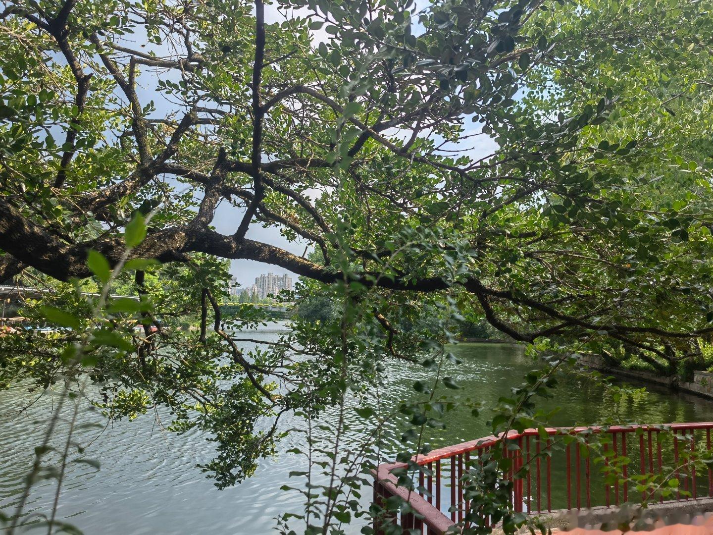 #今天立秋# 一点看不出来秋天的意思。七月台风啥的还比较凉快，八月反而更热了。 