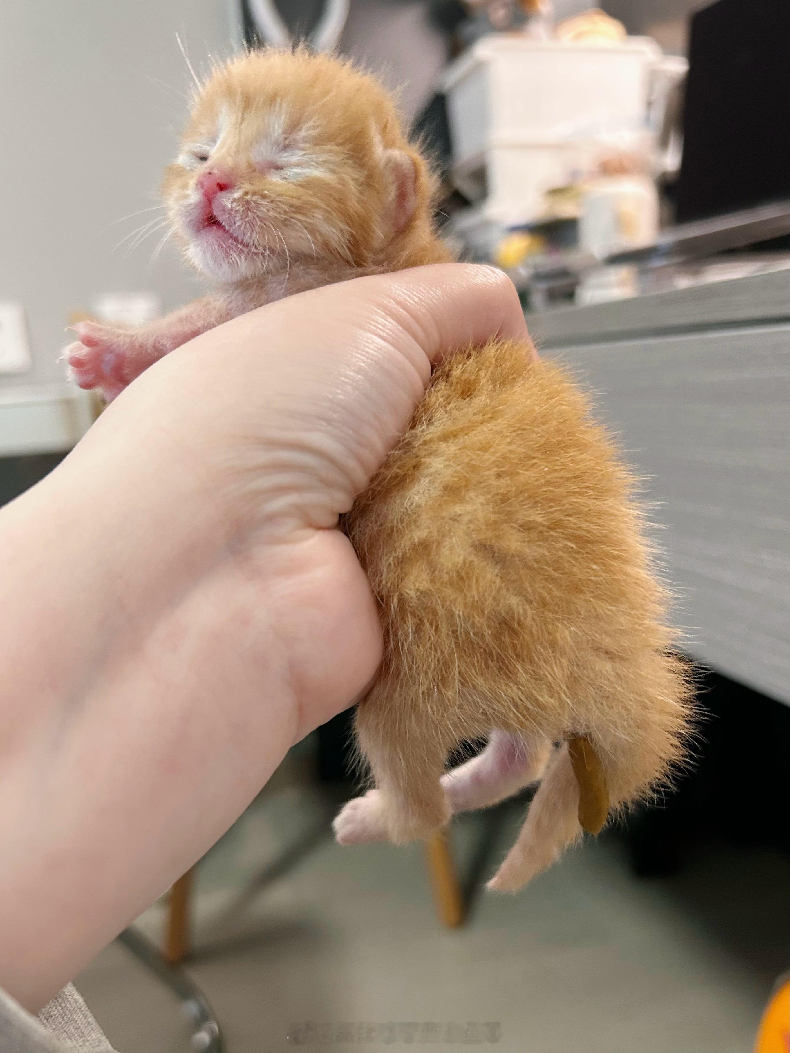 在拉了在拉了 别催了💩（给没看过小奶猫拉屎的宝子们开开眼 恶心勿点！ps.今天