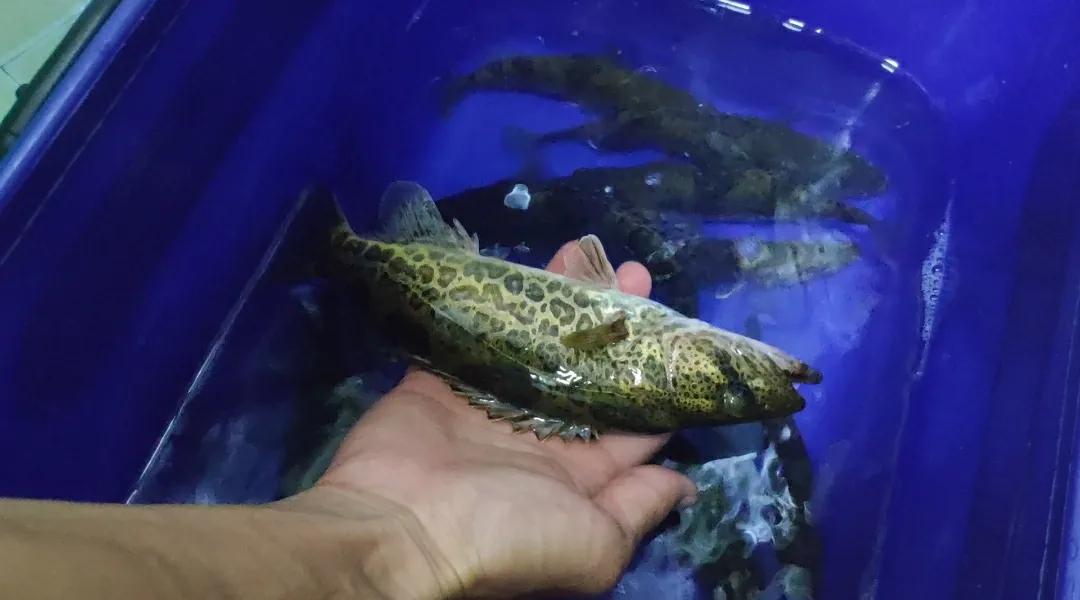 以前一直不明白为啥有些人老公去钓鱼就吵架闹离婚！我还觉得钓鱼这爱好不挺好的么？总