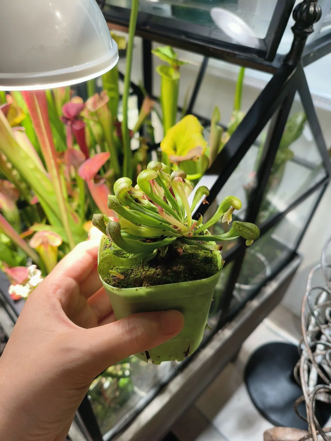 “瞅啥瞅”“瞅你咋地”