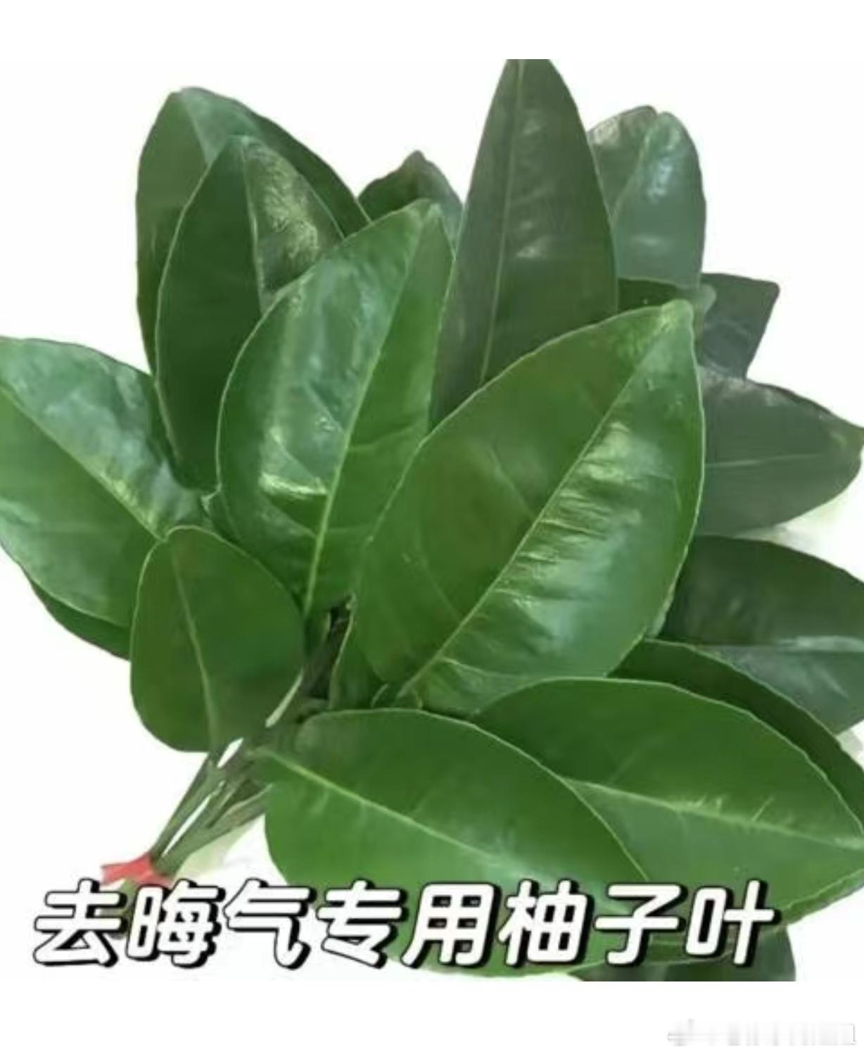 需要柚子叶 🙏🏻🙏🏻大吉大利，顺顺利利！！🙏🏻🙏🏻 