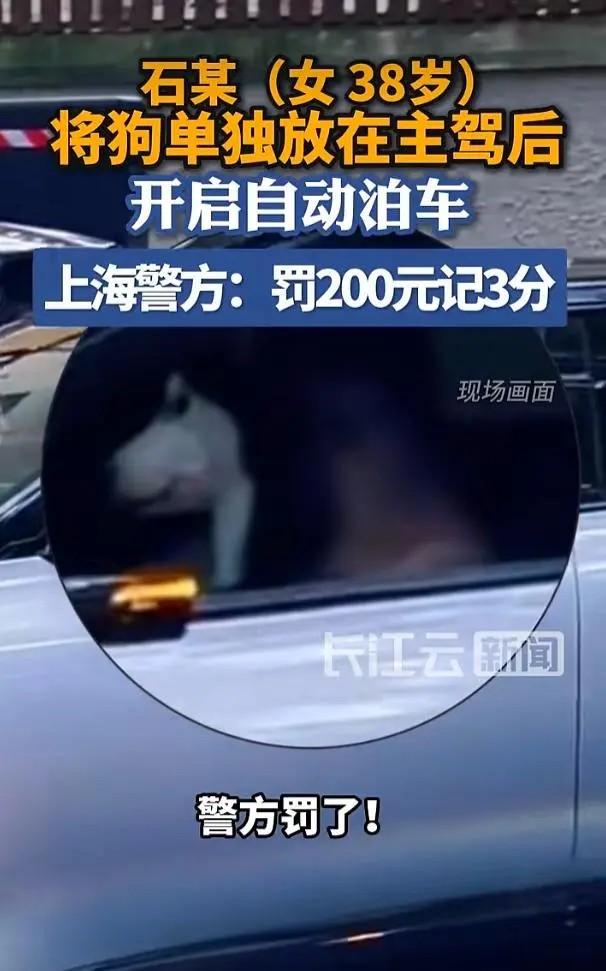 上海街头离谱一幕！女子下车拍视频，哈士奇独自坐主驾自动泊车被罚
 
7月4日上海