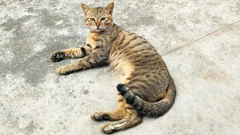 都说猫要捉老鼠，得通过吃鱼增强夜视能力，这说法不无道理。猫本身就具备诸多助力捉鼠