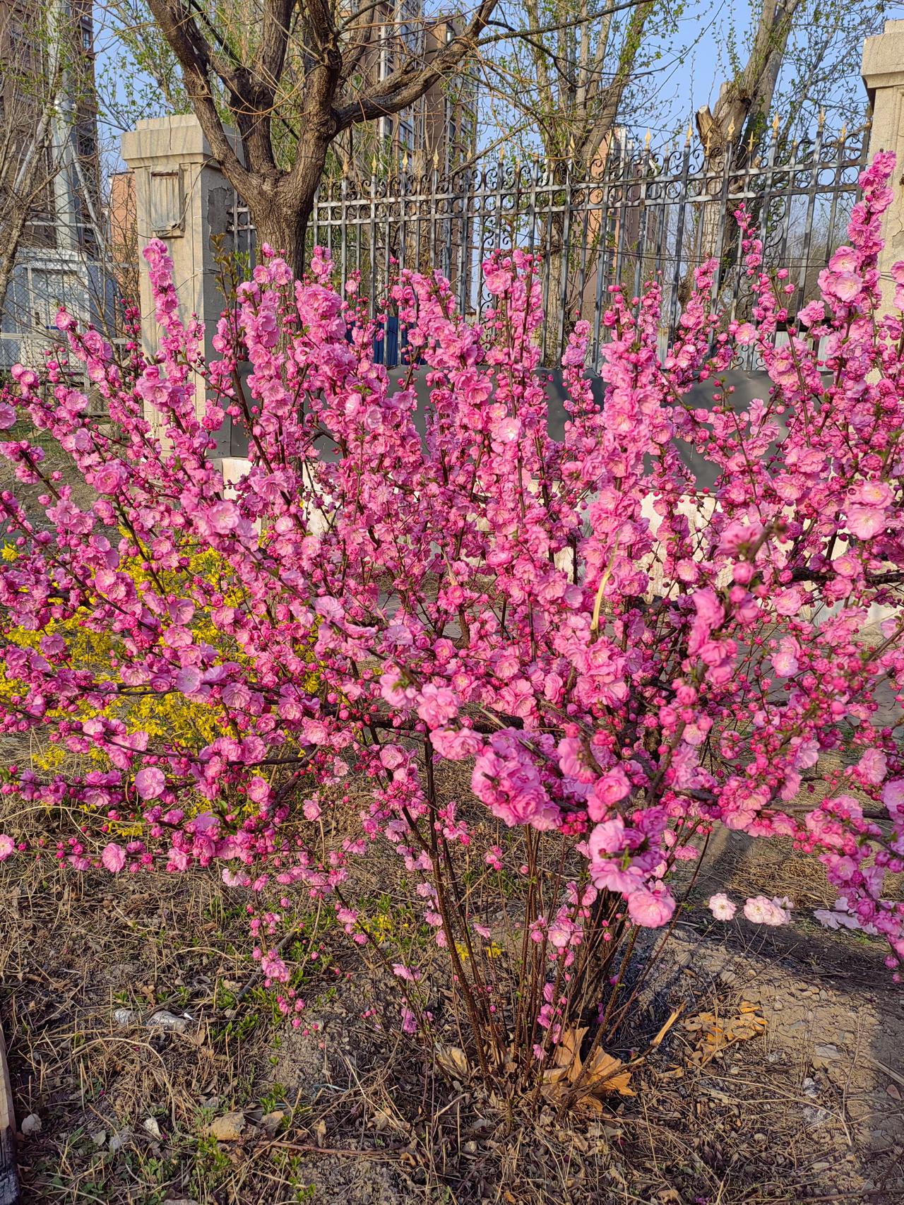 春天来了，百花齐放，百家争鸣。