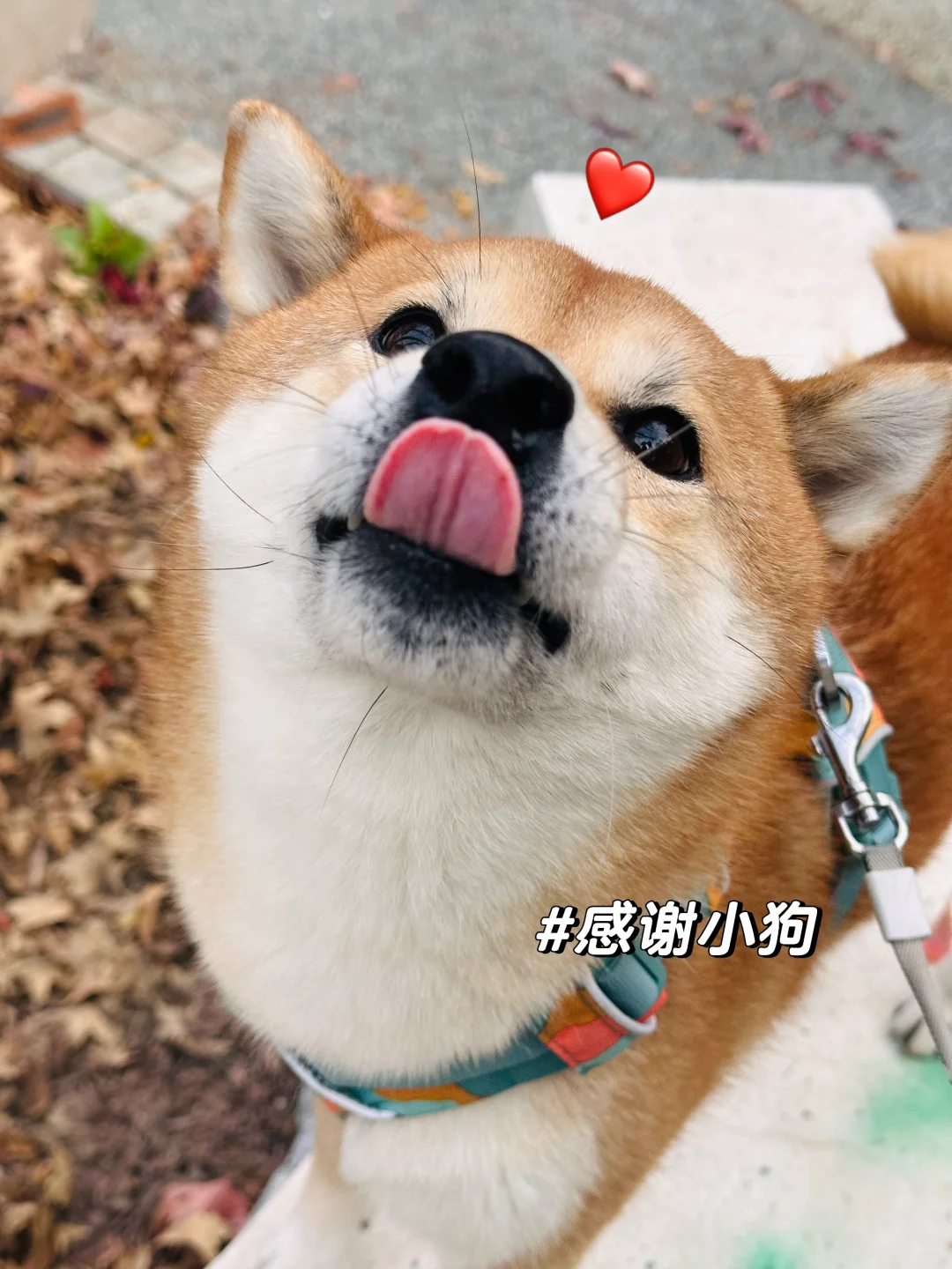 小狗在我身边睡着啦