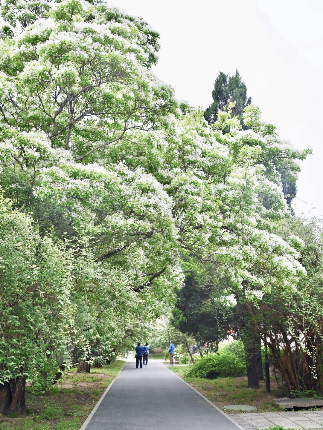 4.23实拍❗国植流苏花开🌸人间四月流苏雪
