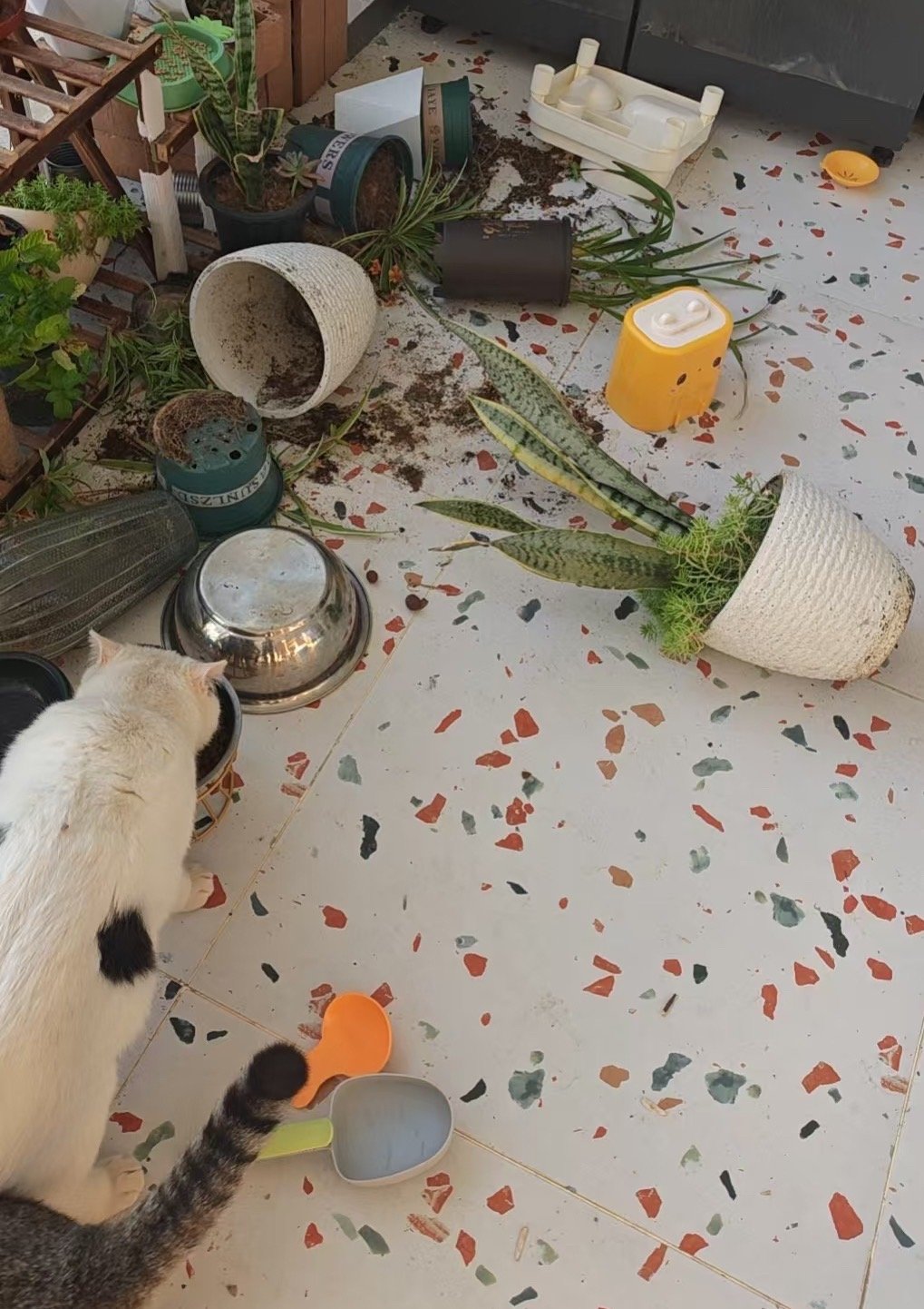 我发现，我对猫咪闯祸的容忍度，真的特别高。周末到周三，家人因为要外出办事，几天时