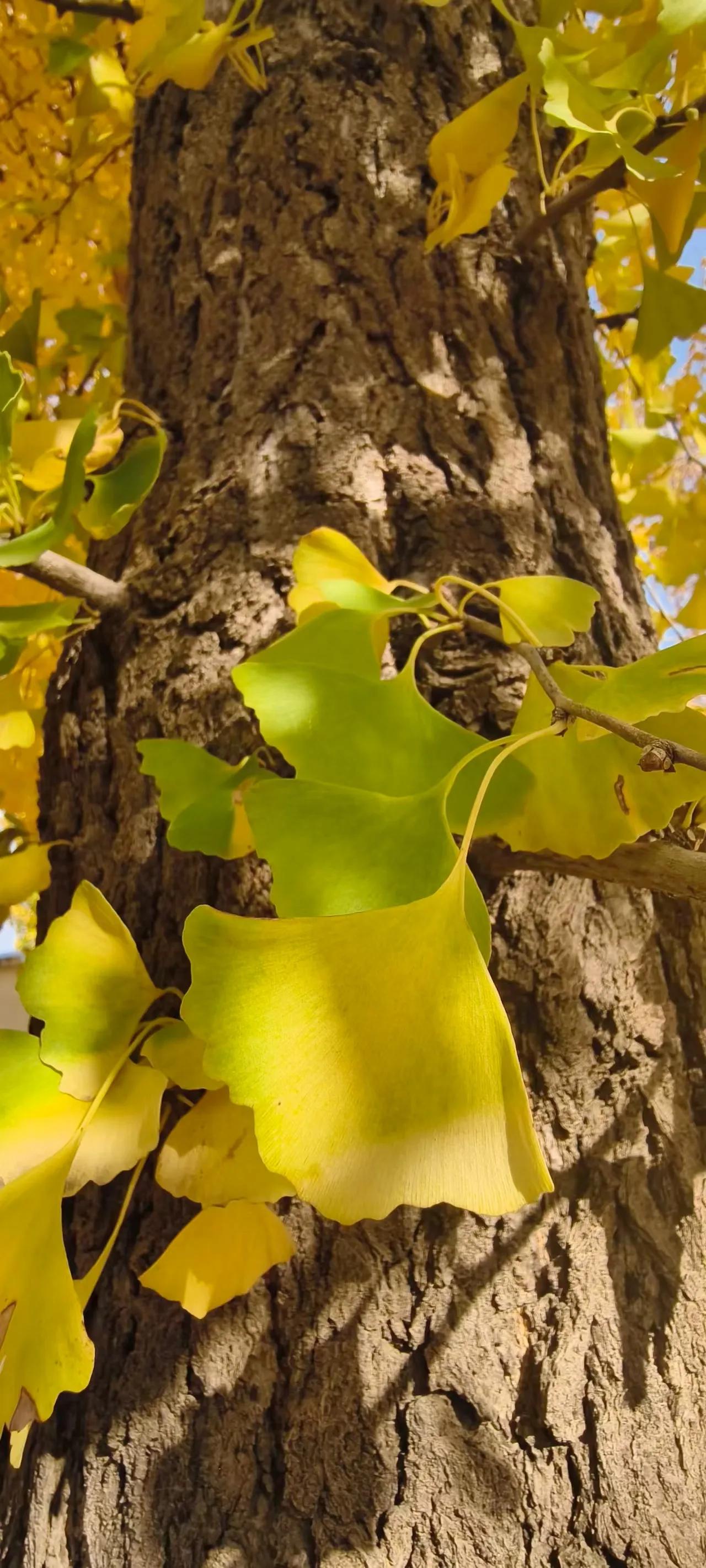 冬日生活打卡季这样的