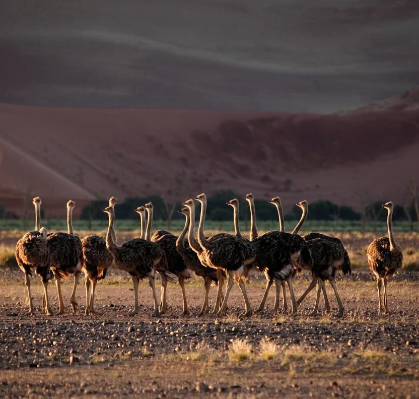 BC省300只鸵鸟被处决，现场太心酸
BC省鸵鸟农场爆发禽流感的事件太让人揪心了