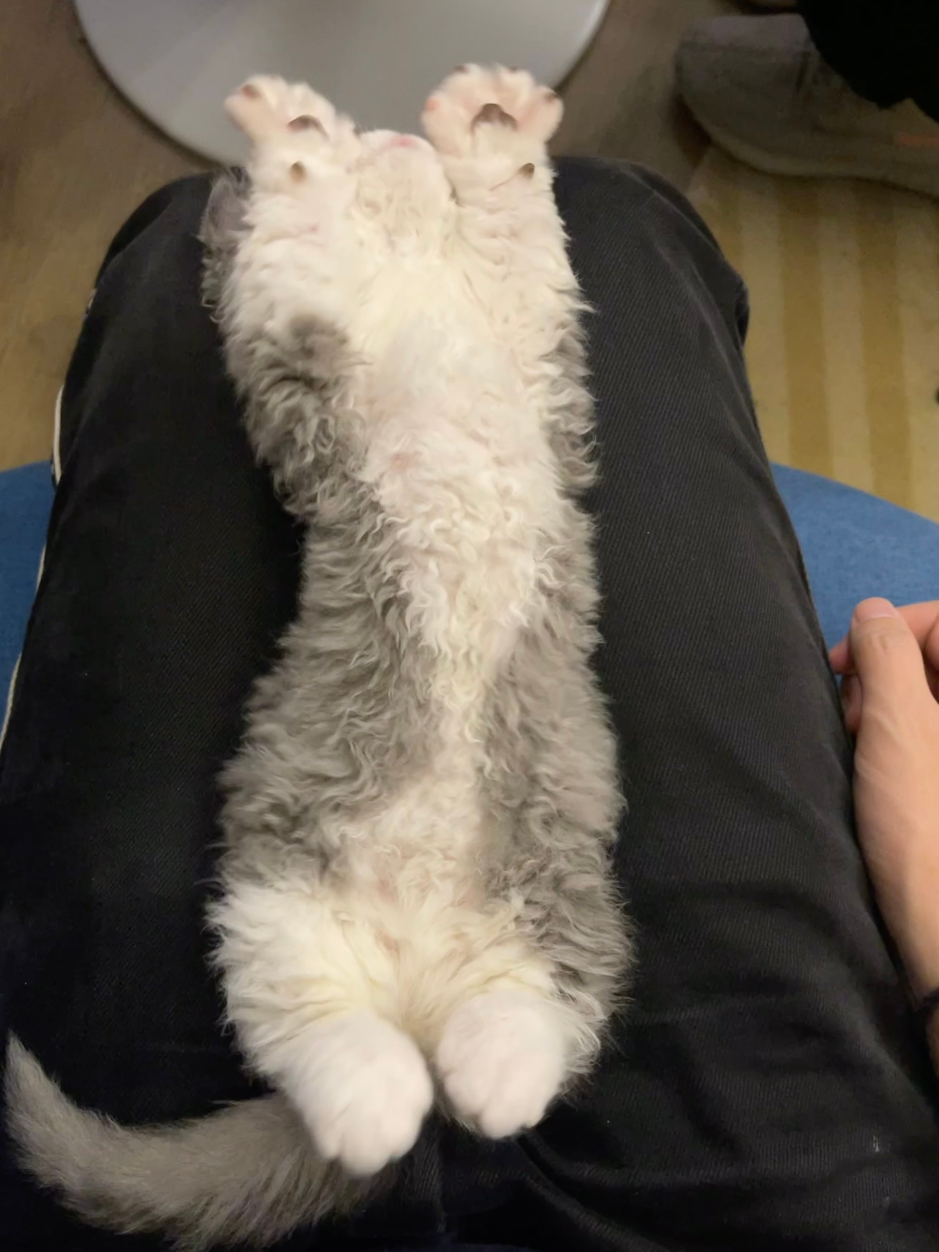小狸开花