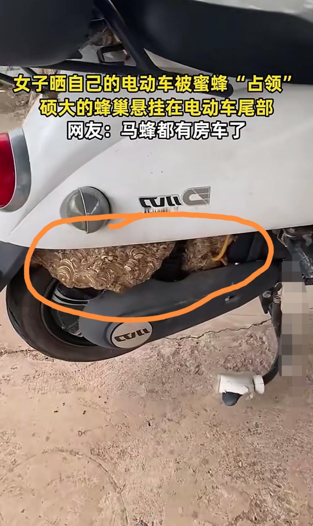 隔了一阵子没骑的电动车，竟被蜂群当成了家。瞧那后轮旁突出的几个大蜂巢，还有在洞眼