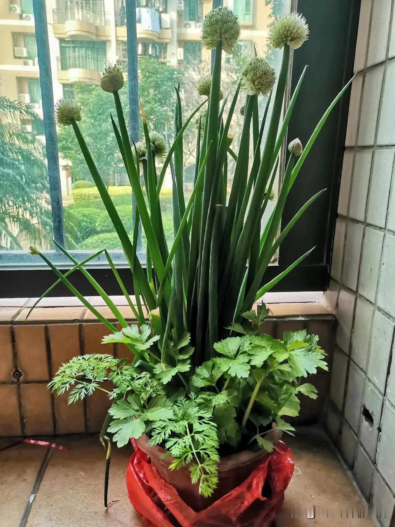 在市场门口的小花市逛了一圈，今天很多卖葱花的，小年谢灶要用。

在一角落，看见一