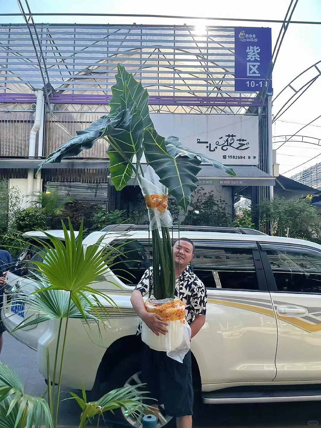 挑战重庆花市最大的萨丽安海芋