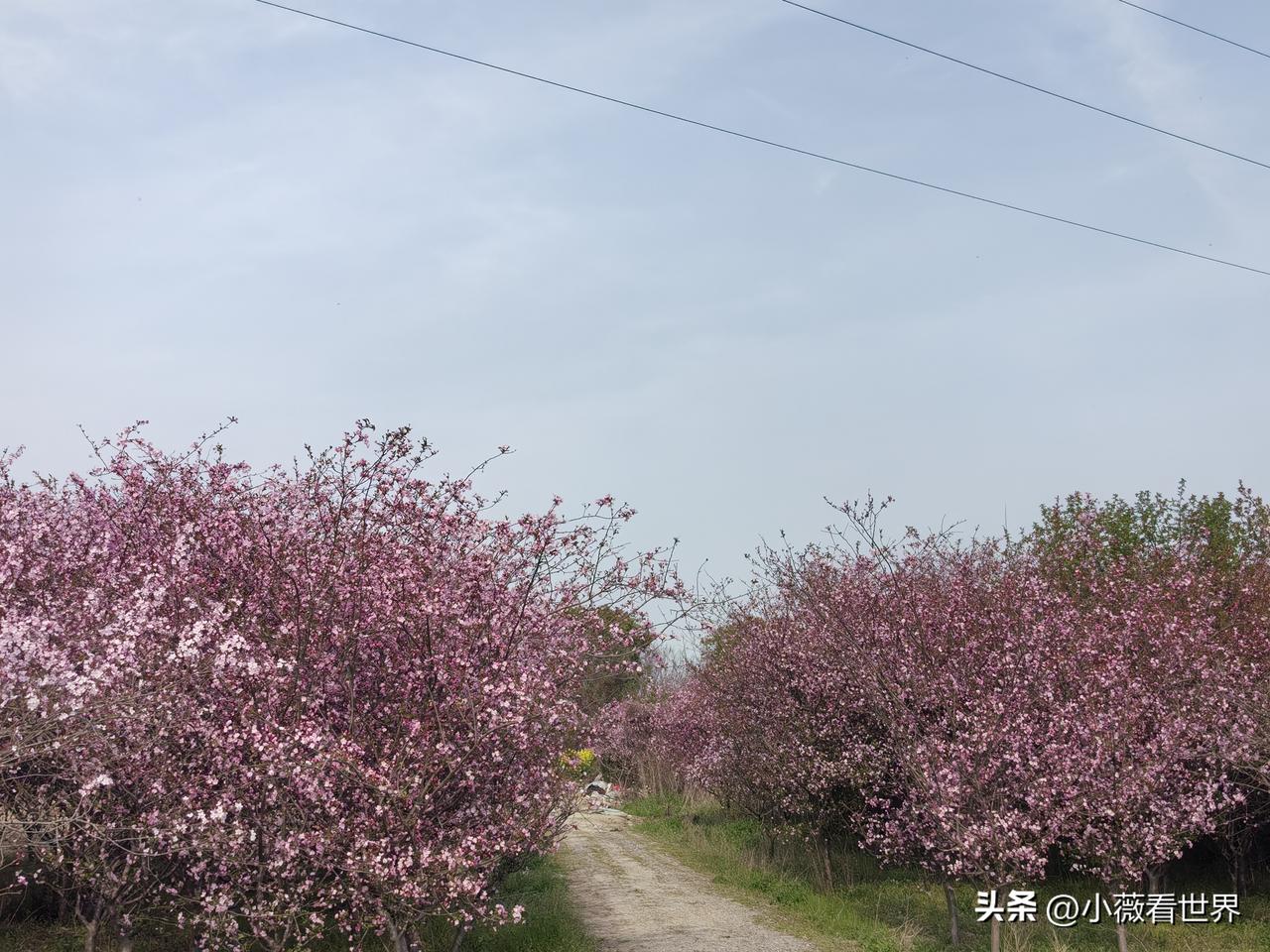 我们这里有个六十出头的男人，大概七八年前老婆出了车祸，脑子就不好了，每天离不开人