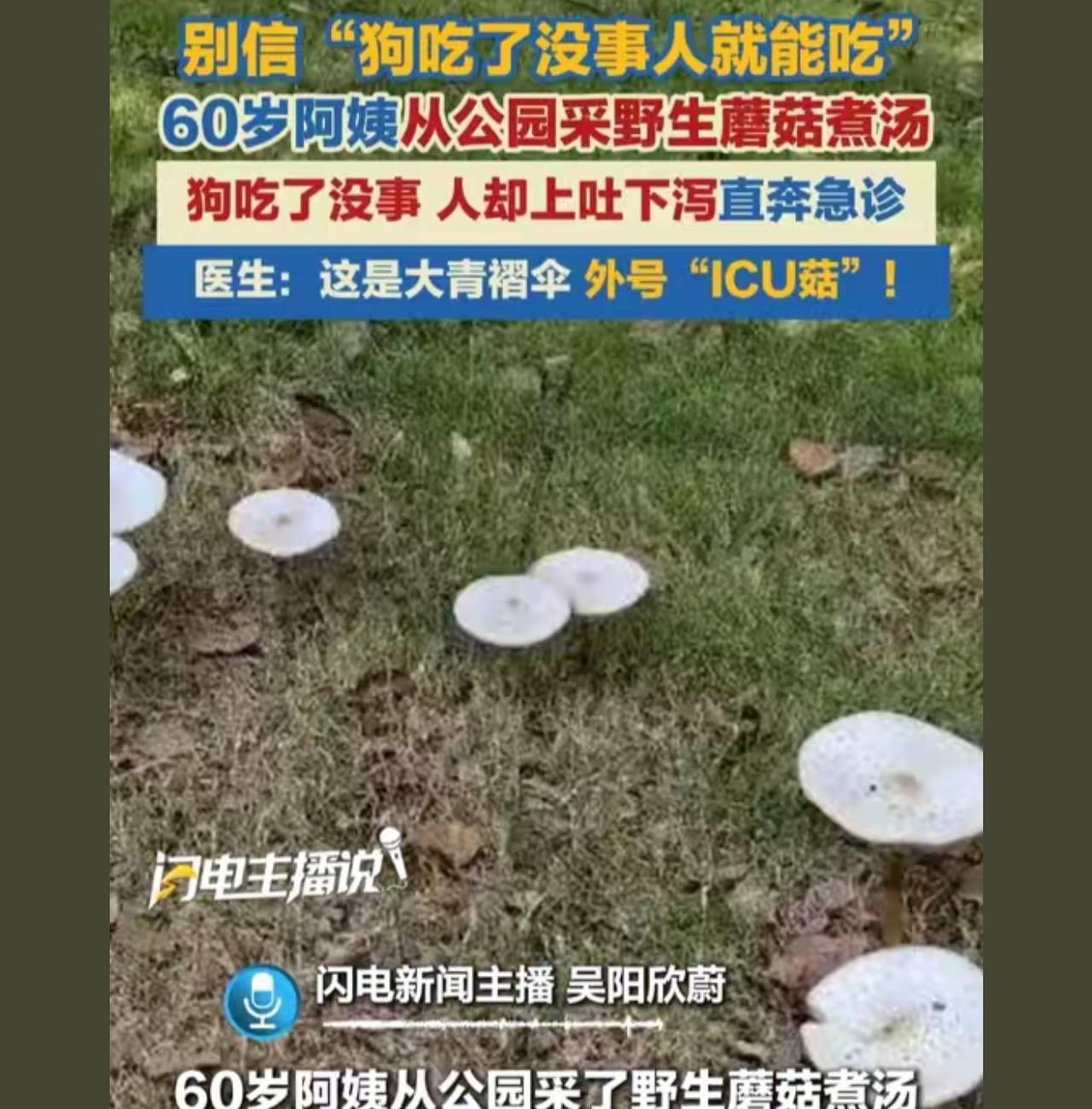 以前还想着酿酒，先让狗喝，狗喝了没事儿，人喝了肯定也没事儿

狗连毒蘑菇都能吃，