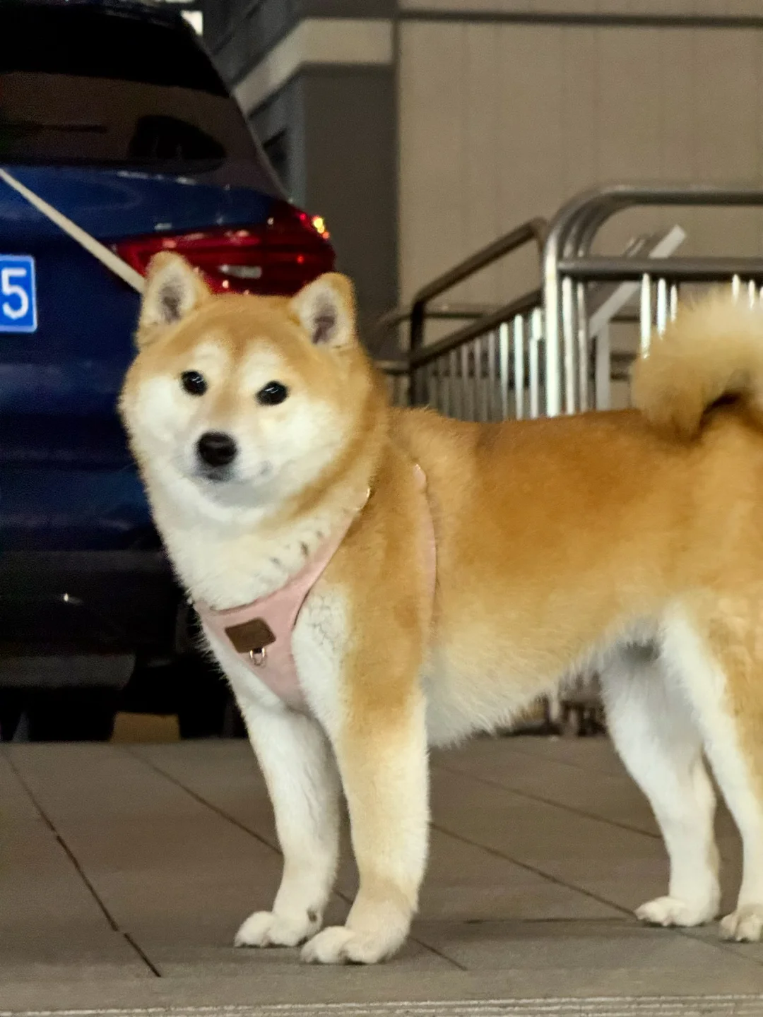 你看我 你再看我