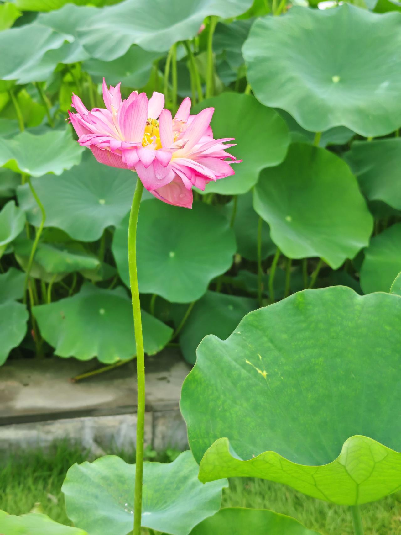 我凑近一朵荷花仔细观察，花瓣粉嫩柔软，上面还带着清晨的露珠，在阳光的照耀下晶莹剔