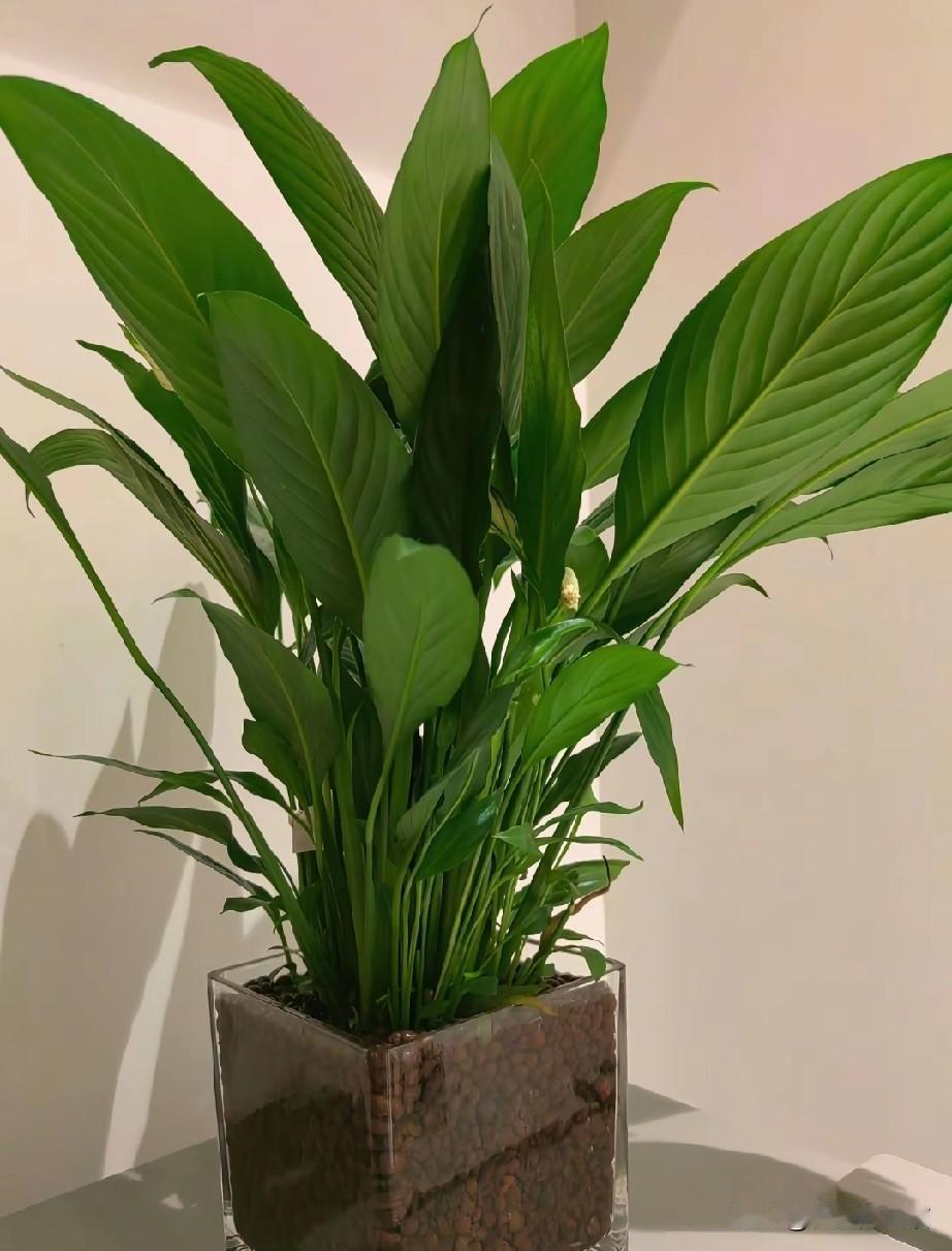 别让“毒广告”收割公众情绪
 
短视频里的“对立剧情”总在撩拨情绪后，生硬跳转广