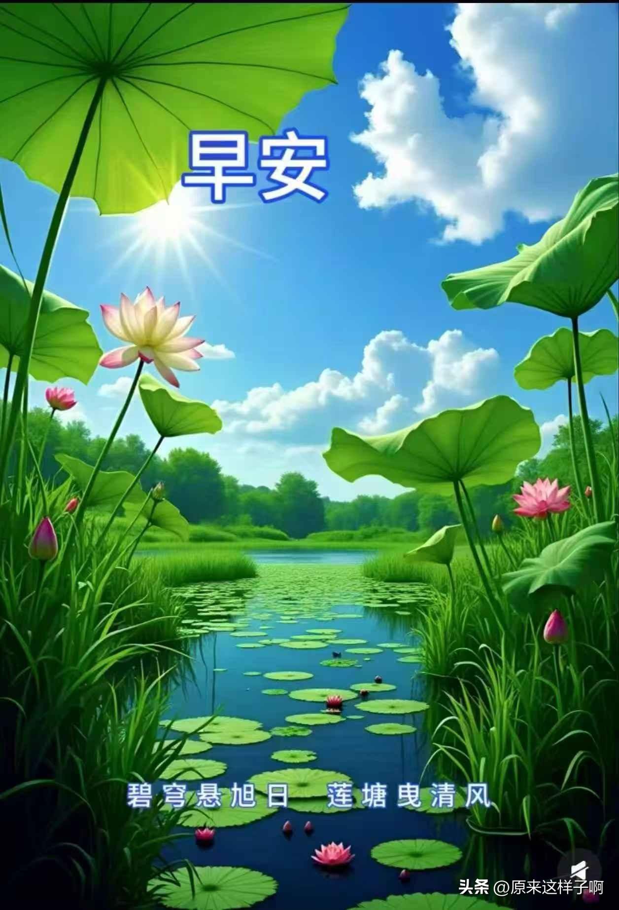 早晨好呀，这荷花池美得像幅画！瞧那一朵朵荷花，白的似雪，粉的像霞，从翠绿的荷叶间