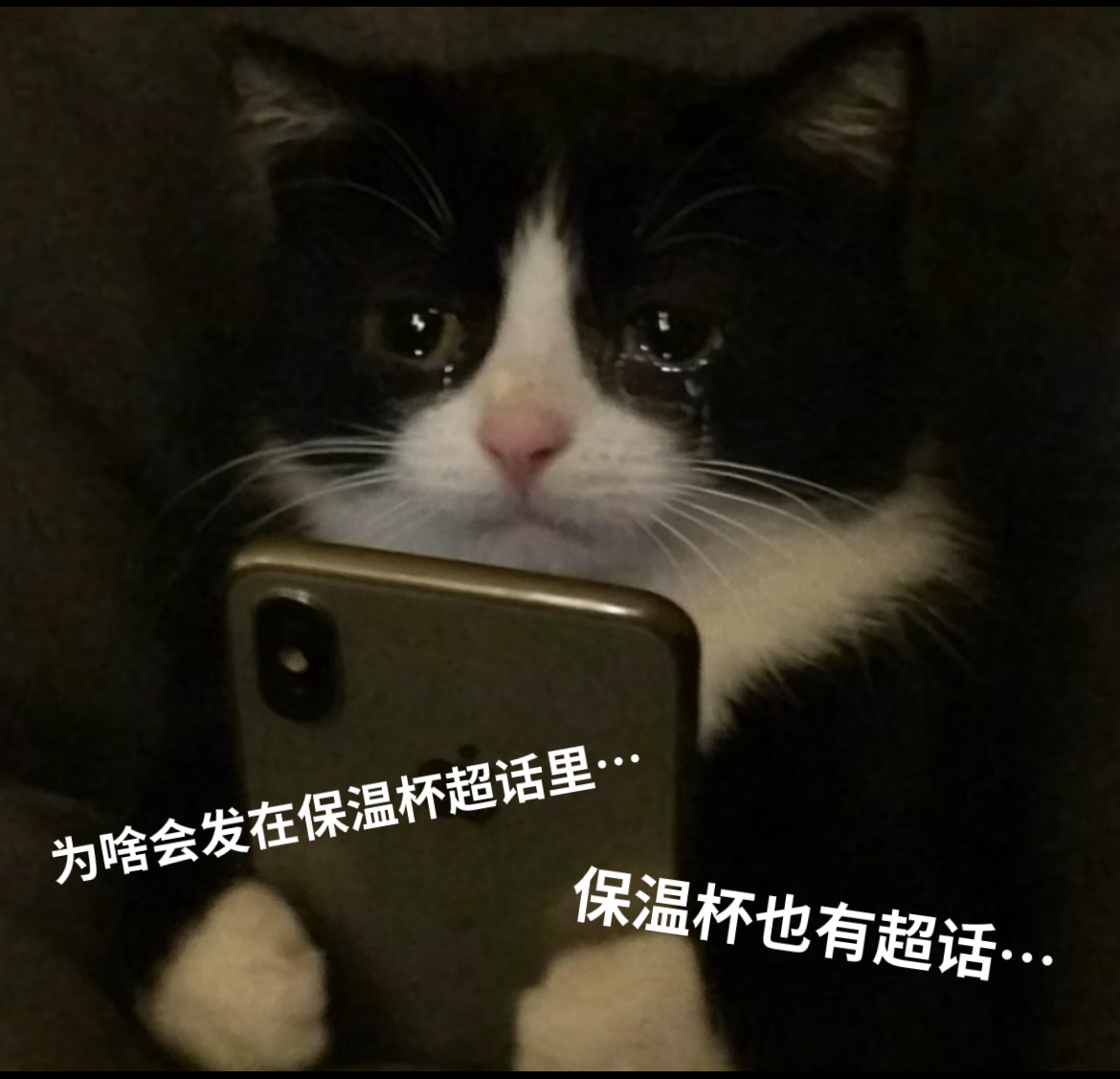 马洋  🐱 马洋 社恐洋仔目前be like：wb收录就这样戏耍猫！wb坏！！