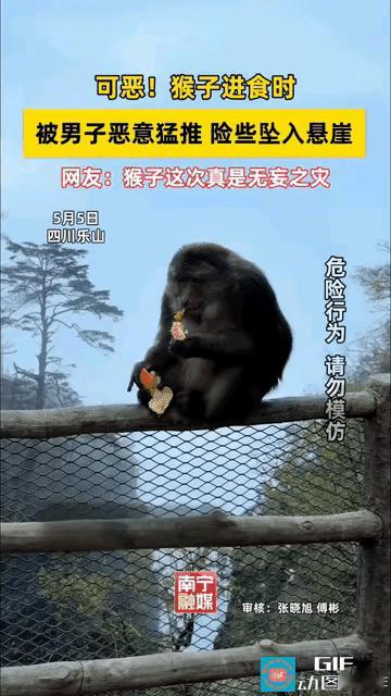 太缺德了！四川乐山一景区内，一只猴子在悬崖边安安静静的剥橘子吃，就在这时，一名男
