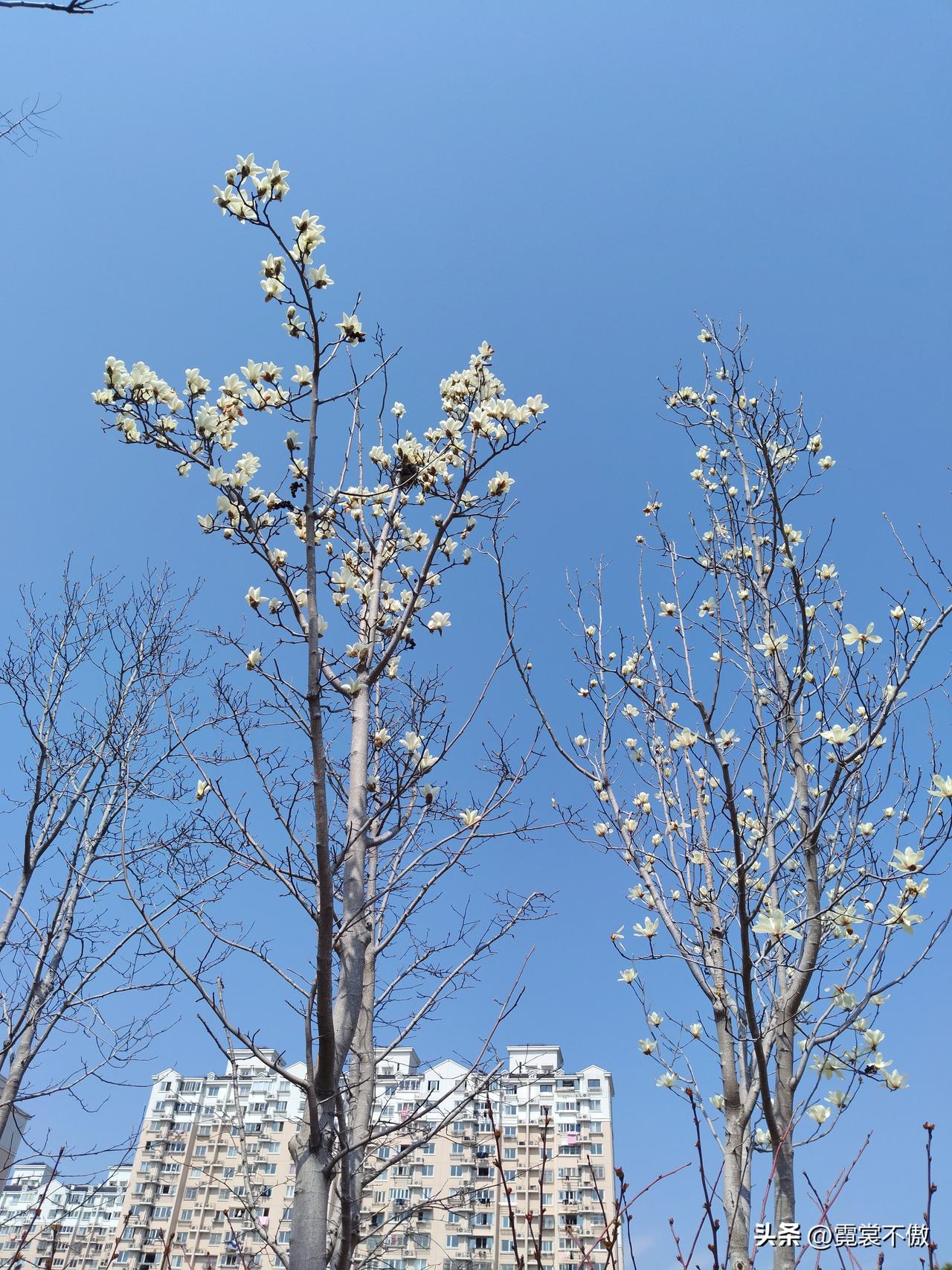 随手拍的一树繁花小区里面的一树白玉兰